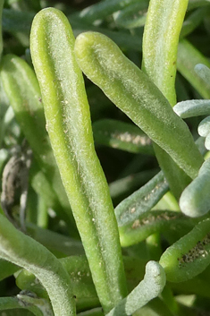 Burchard's Fleabane