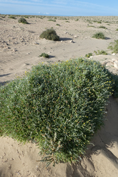 Burchard's Fleabane