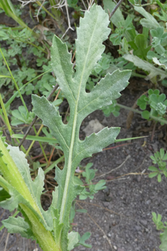 Tubular Desert-knapweed