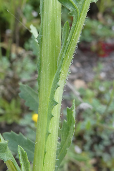 Tubular Desert-knapweed