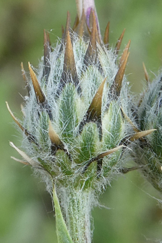 Tubular Desert-knapweed