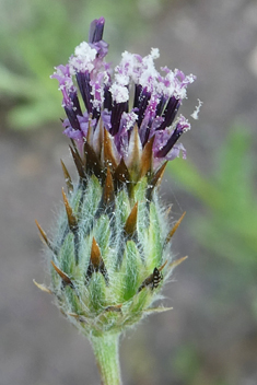 Tubular Desert-knapweed