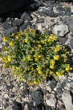 Coastal Groundsel