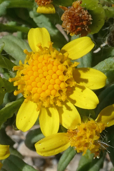 Coastal Groundsel