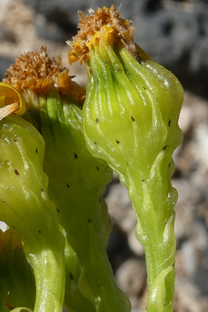 Coastal Groundsel