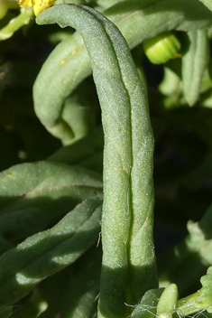 Coastal Groundsel