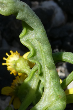 Coastal Ragwort