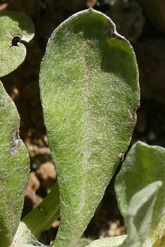 Broad-leaved Cudweed