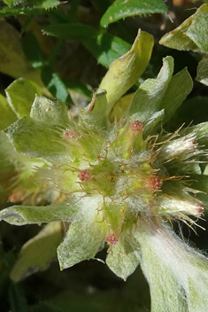 Broad-leaved Cudweed