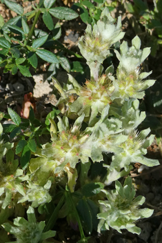 Broad-leaved Cudweed