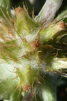 Broad-leaved Cudweed