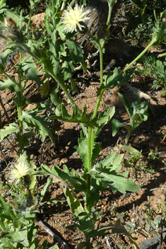 Bolle's Desert-knapweed