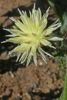 Bolle's Desert-knapweed