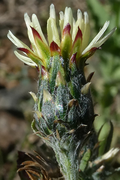 Bolle's Desert-knapweed