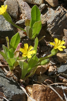 Scaly Hawkbit