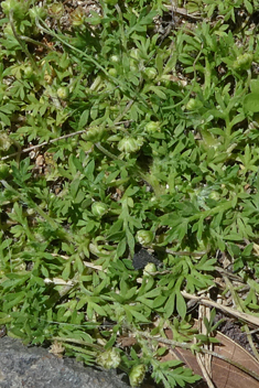 Annual Buttonweed