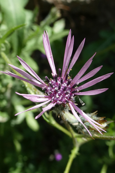 Tubular Desert-knapweed