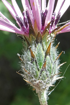 Tubular Desert-knapweed