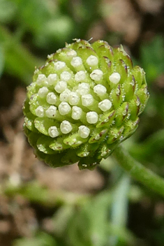 Annual Buttonweed