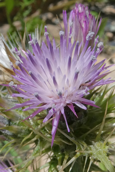 Slender Thistle