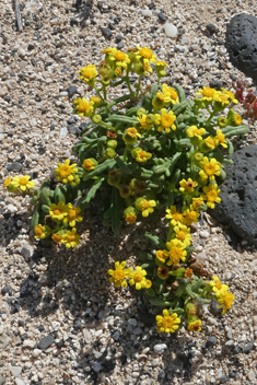 Coastal Ragwort