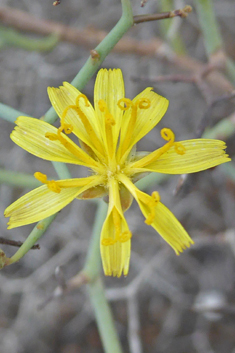 Shrubby Sow-thistle