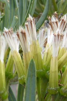 Canary Islands Candleplant