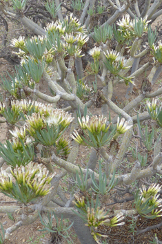 Canary Islands Candleplant