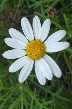 Canary Islands Marguerite