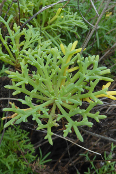 Canary Islands Marguerite