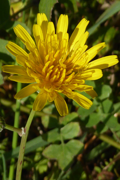 Slender Sow-thistle