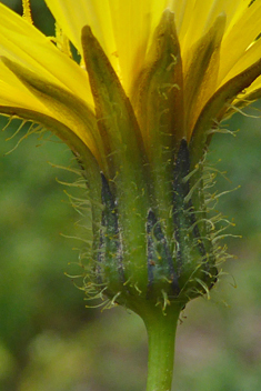 Slender Sow-thistle