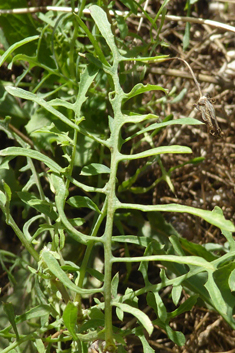 Slender Sow-thistle