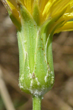 Slender Sow-thistle