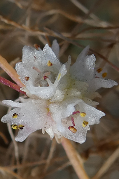 Alfalfa Dodder