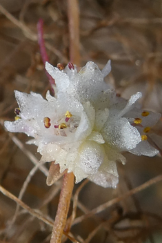 Cuscuta approximata