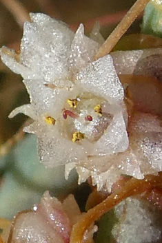 Cuscuta approximata