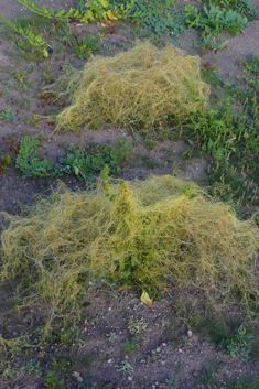 Cuscuta approximata