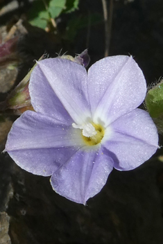 Small Blue Bindweed