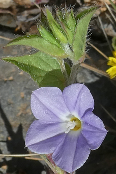 Small Blue Bindweed