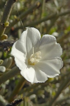 Convolvulus caput-medusae