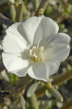 Convolvulus caput-medusae