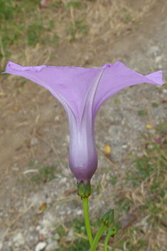 Coastal Morning-glory