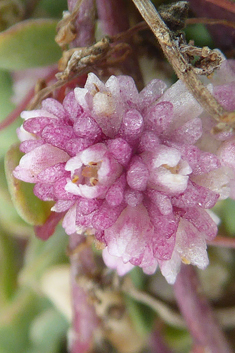 Cuscuta planiflora