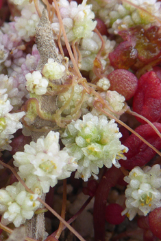 Cuscuta planiflora