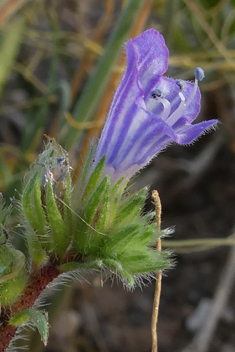 Bonnet's Bugloss