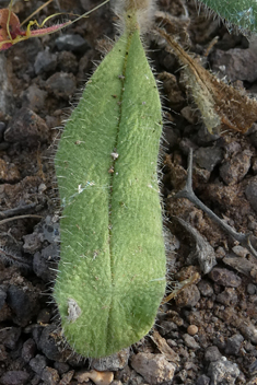 Bonnet's Bugloss