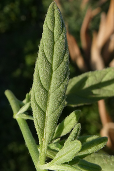 Many-branched Heliotrope