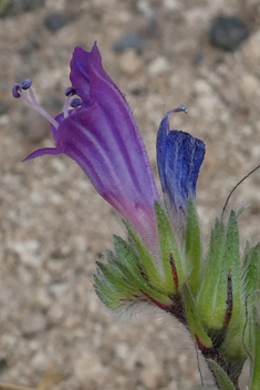 Bonnet's Bugloss