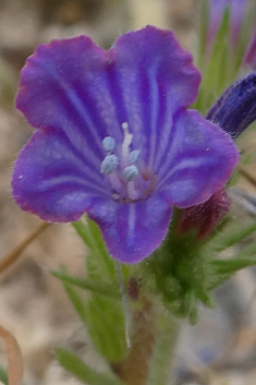 Bonnet's Bugloss